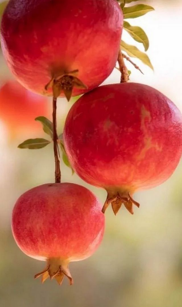 దానిమ్మ కాయలు తింటే ఎన్ని ఆరోగ్య ప్రయోజనాలో తెలుసా?