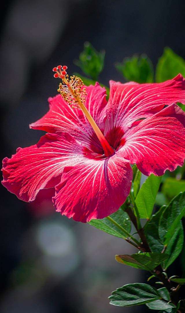 ఖాళీ కడుపుతో మందార పువ్వు రేకును తింటే?