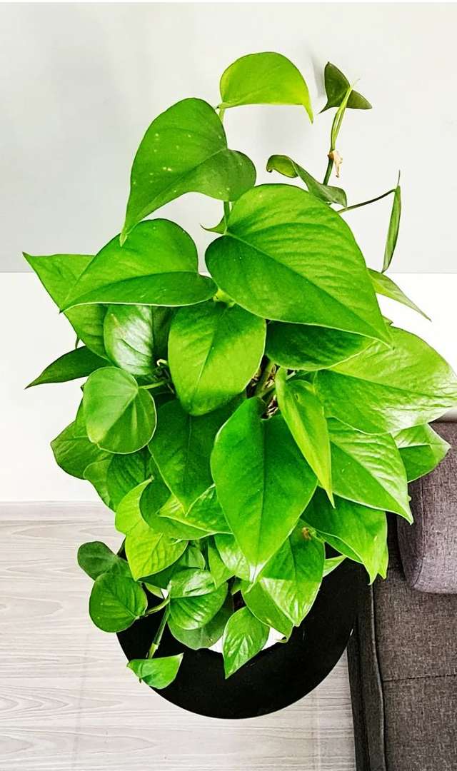 గృహంలో మనీ ప్లాంట్ పెట్టుకుంటే ఉపయోగాలు ఏమిటి?