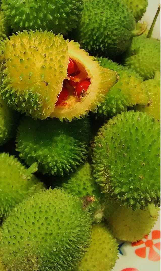 ఆకాకర తినేవారికి కలిగే ప్రయోజనాలు