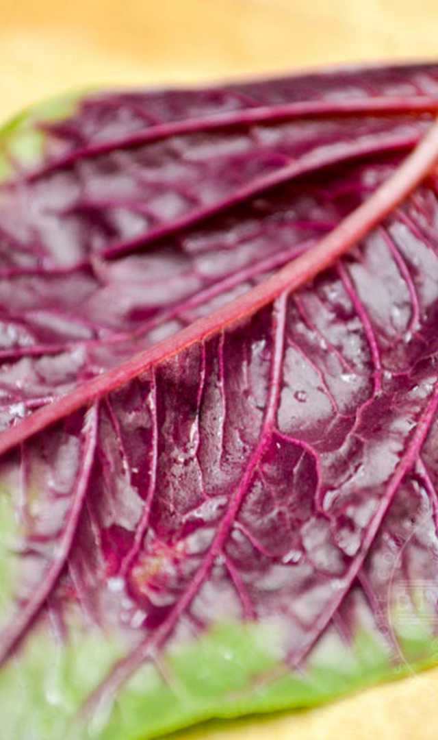 ఈ ఆకు కూర గొంతు కేన్సర్ రాకుండా నిరోధిస్తుంది