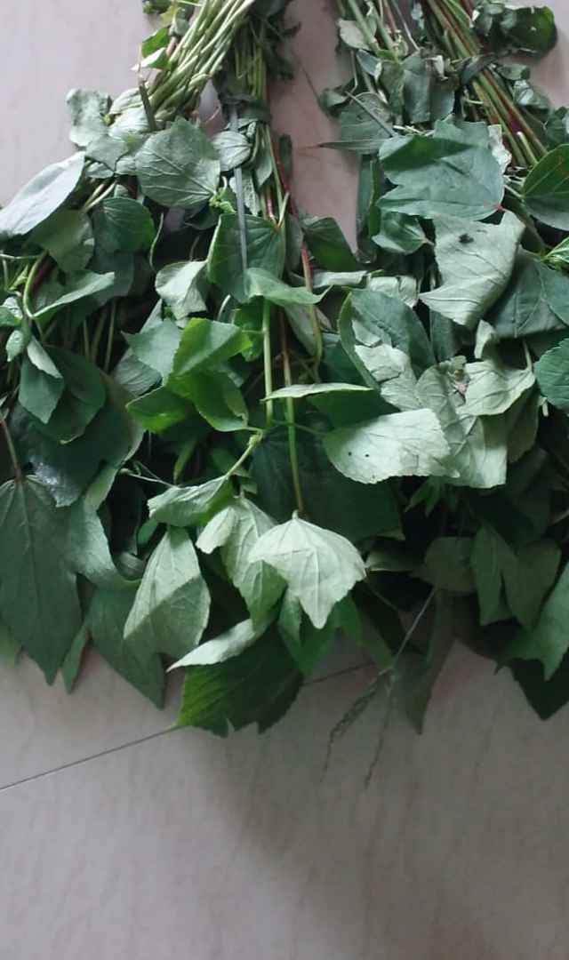 గోంగూర తింటే కలిగే ప్రయోజనాలు