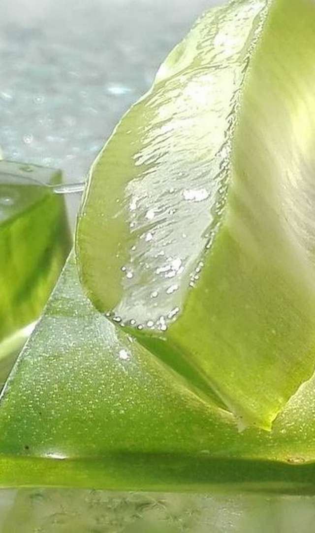 కలబంద రసం ఉదయం పూట సేవిస్తే ఏమవుతుంది?