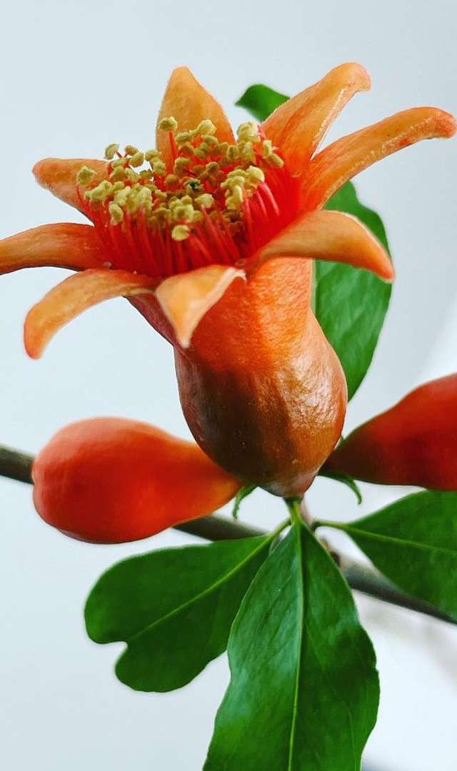 దానిమ్మ పువ్వు చూర్ణం తేనెతో కలిపి తీసుకుంటే?