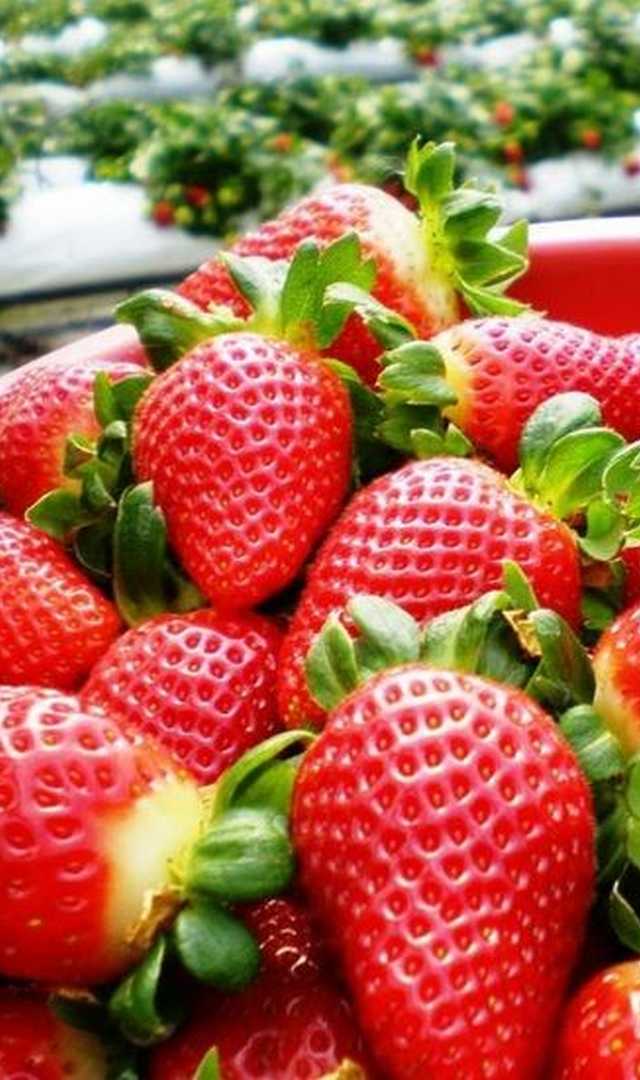 స్ట్రాబెర్రీలు తింటే ప్రయోజనాలు, ఏంటవి?