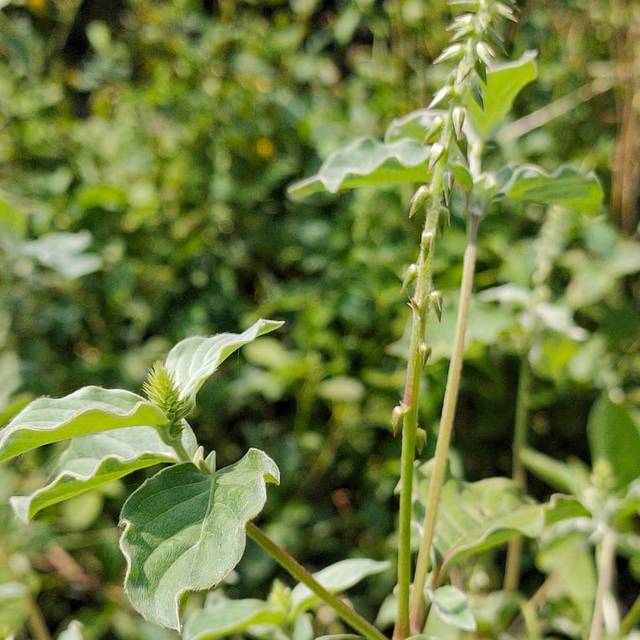 Uttarani (Achyranthes aspera) plant reference photo